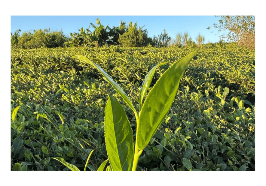 Visiter les plantations de thé et de maté en Argentine
