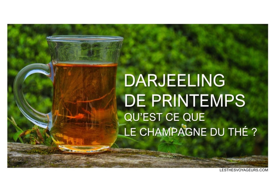 Darjeeling de printemps : tout sur l'or vert de l'Himalaya