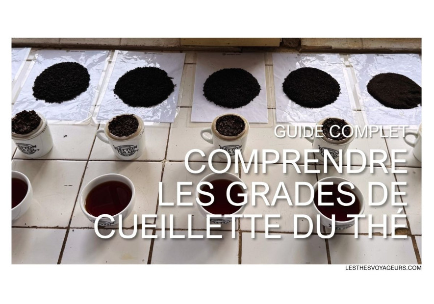 Comprendre les grades de cueillette du thé : le guide technique