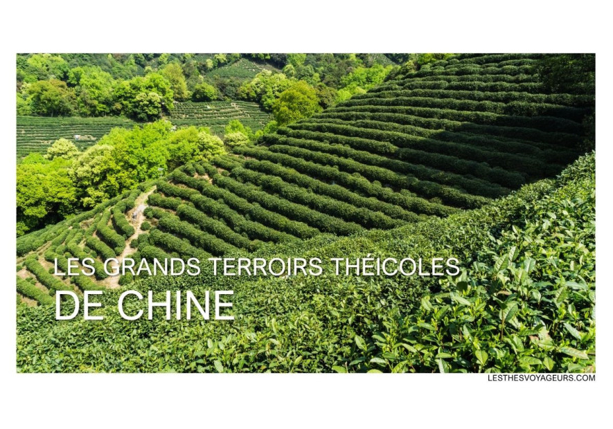 Grands Terroirs du Thé en Chine : Yunnan, Fujian, Zhejiang